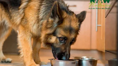 Single Protein Nassfutter Hund