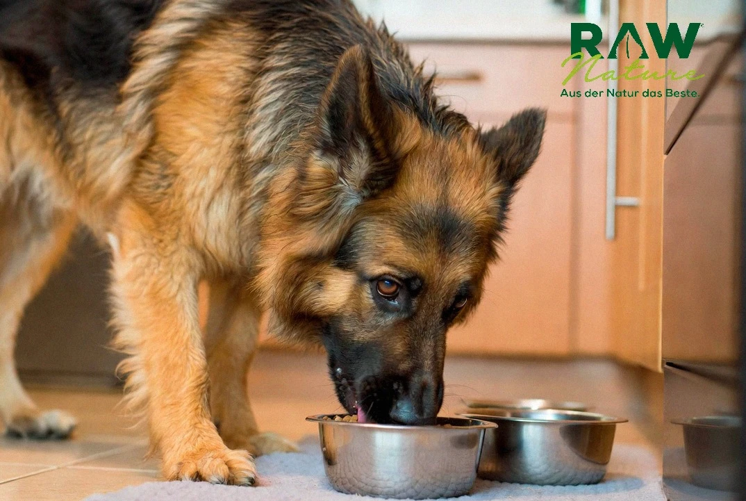 Single Protein Nassfutter Hund